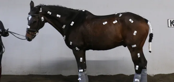 馬をモーションキャプチャーで計測できるのか！？